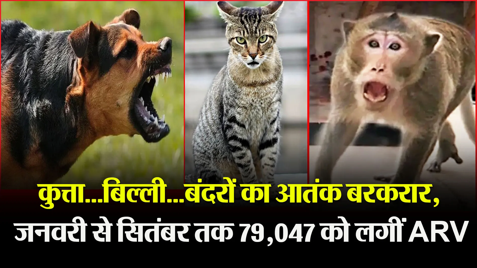  बरेली: कुत्ता...बिल्ली...बंदरों का आतंक बरकरार, जनवरी से सितंबर तक 79,047 को लगी ARV 