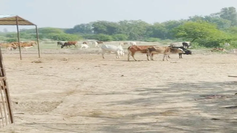 प्रतापगढ़: गोशाला में पशु तस्करों का धावा, उठा ले गए 32 गोवंश