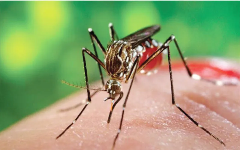 हरदोई: डेंगू के डंक से कांप रहा शहर, स्वास्थ्य महकमे के दावे हुए फुस्स, हर घर में निकल रहे 2 से 3 मरीज