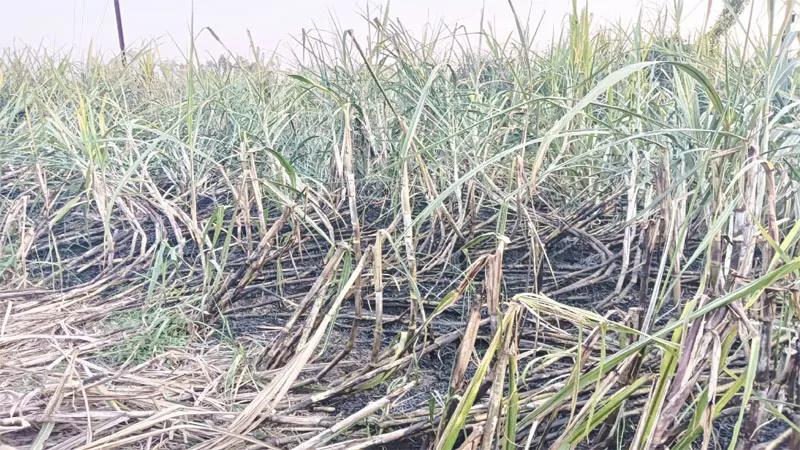 बहराइच: हाईटेंशन लाइन टूटकर खेत में गिरी, 15 बीघा गन्ने की फसल जलकर हुई राख