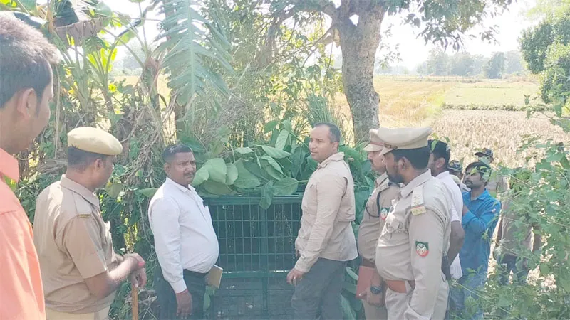 बहराइच: 24 घंटे बीतने के बाद भी पिंजड़े में कैद नहीं हो पाया तेंदुआ, डीएफओ निरंतर रख रहे निगरानी