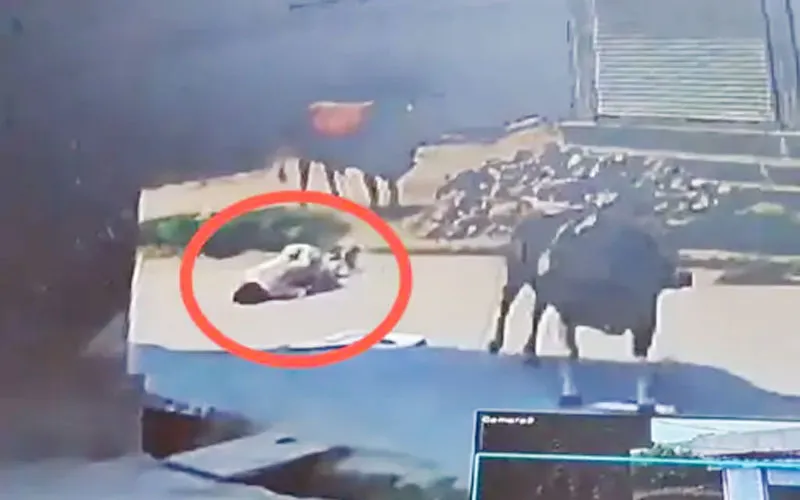 अलीगढ़: यमदूत बनकर आया सांड़!, बुजुर्ग ज्वैलर्स को उठाकर जमीन पर पटका, सिर के बल गिरने से दर्दनाक मौत...