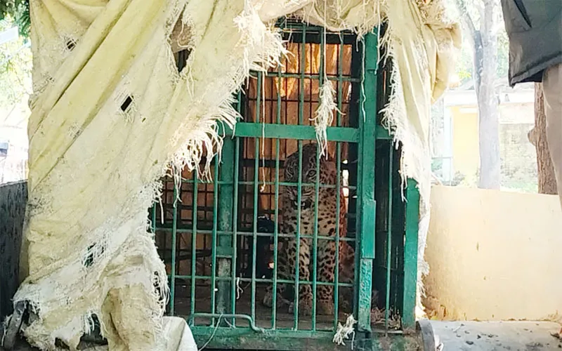 बहराइच: बकरी के लालच में पिंजड़े में कैद हुआ तेंदुआ, आठ साल की बालिका पर किया था हमला, लोग थे खौफ में!