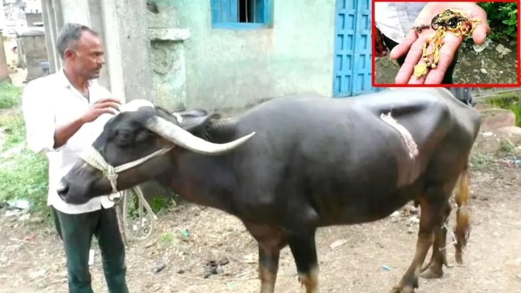 गजब! भैंस ने निगला 25 ग्राम सोने का मंगलसूत्र, दो घंटे चला ऑपरेशन, लगे 65 टांके 