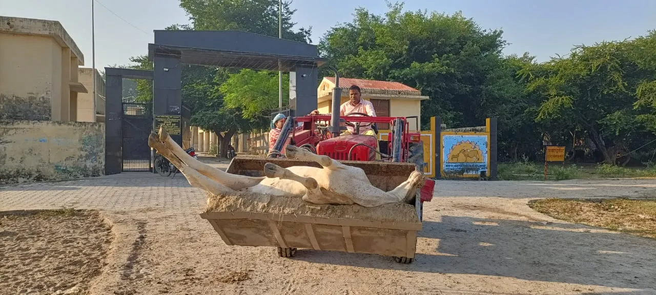 कासगंज: सोरों की गोशाला में तीन गोवंशों की मौत, अमानवीयता का वीडियो वायरल