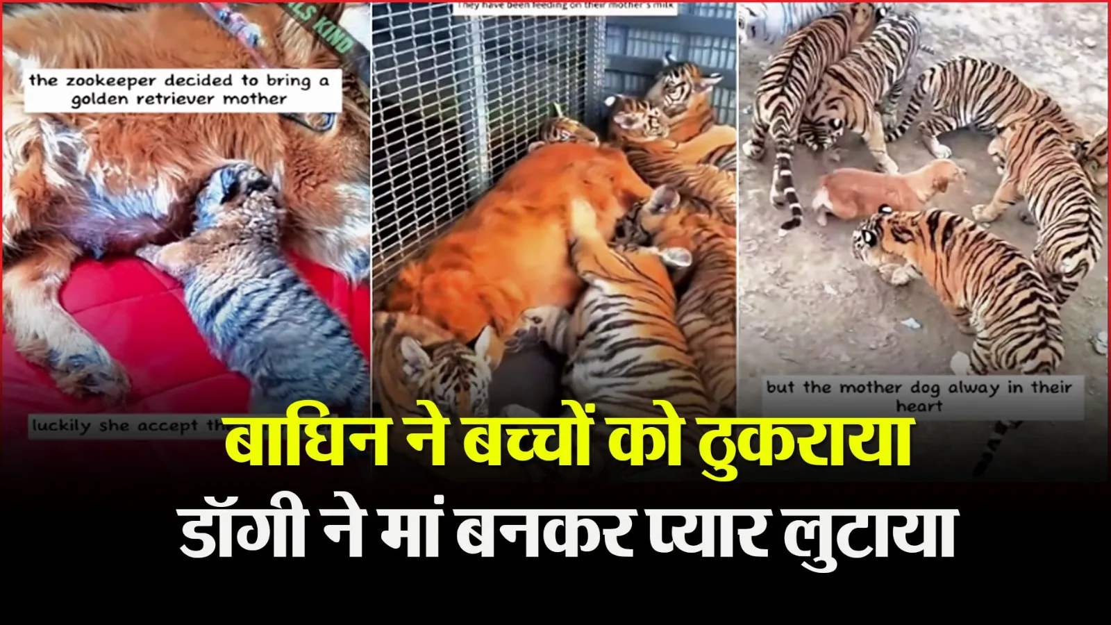 बाघिन का दुधमुंहे बच्चों को पालने से इनकार, डॉगी ने मां की तरह लुटाया प्यार...दूध पिलाकर की परवरिश