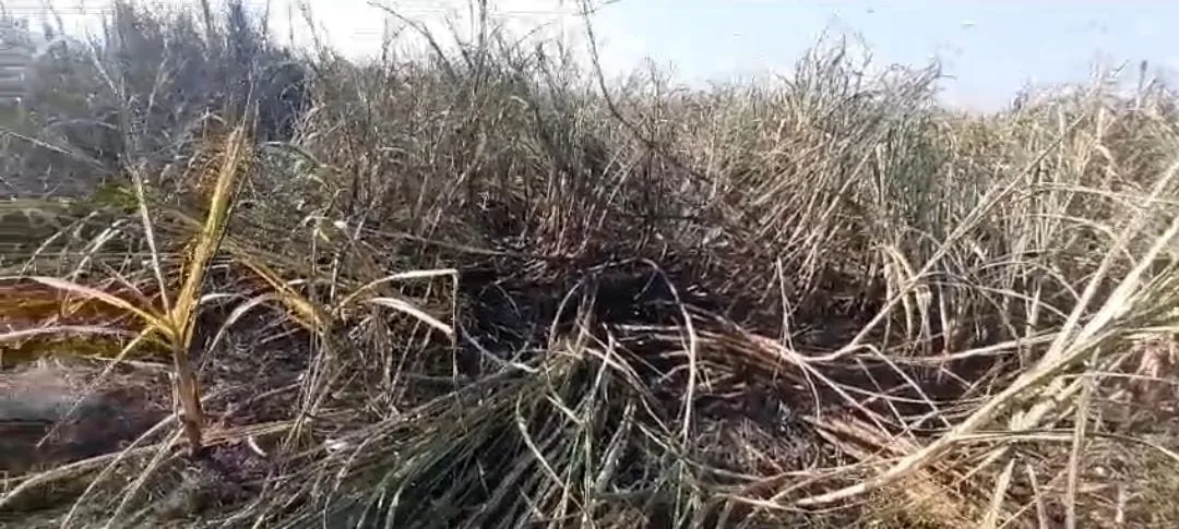 अमरोहा: हाईटेंशन लाइन का तार खेत में गिरने से 45 बीघा गन्ना जला, लाखों का नुकसान
