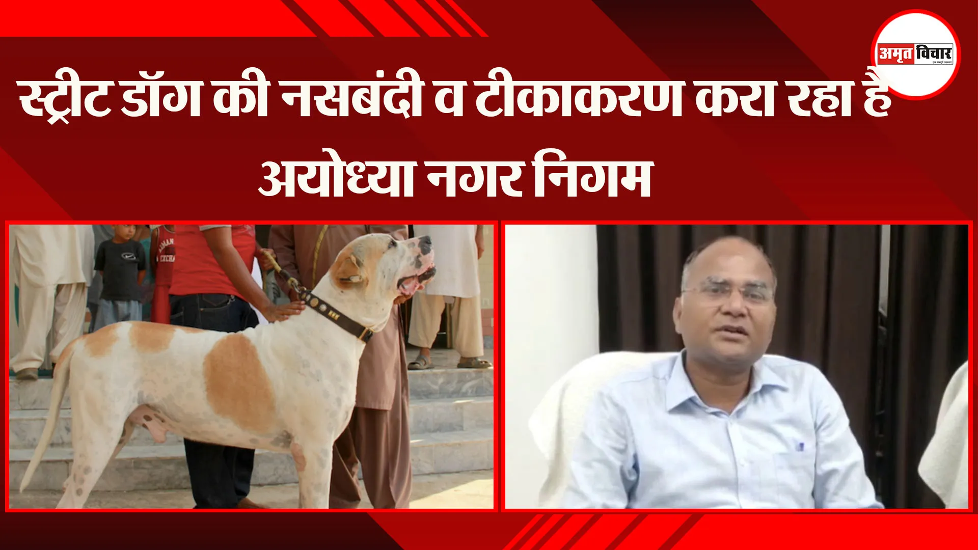 स्ट्रीट डॉग की नसबंदी व टीकाकरण करा रहा है अयोध्या नगर निगम