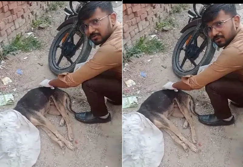 मुरादाबाद : बेसहारा घायल पशुओं काे नया जीवन दे रहे शेखर, स्वयं उठाते हैं खर्च 