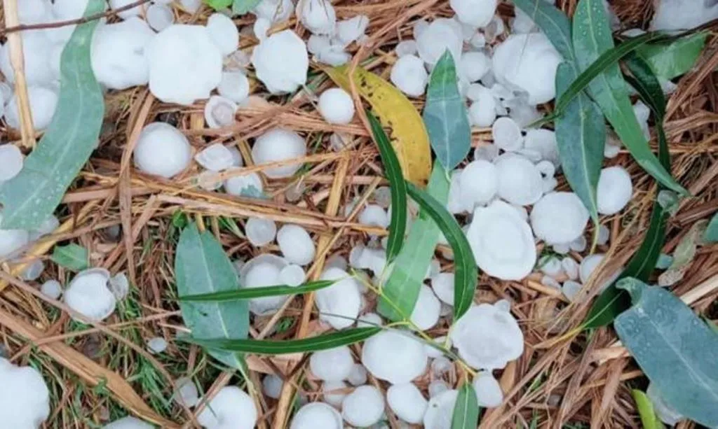 शाहजहांपुर: बेमौसम आंधी-बारिश का कहर, पेड़ गिरने से प्रधान की मौत, फसलों को क्षति