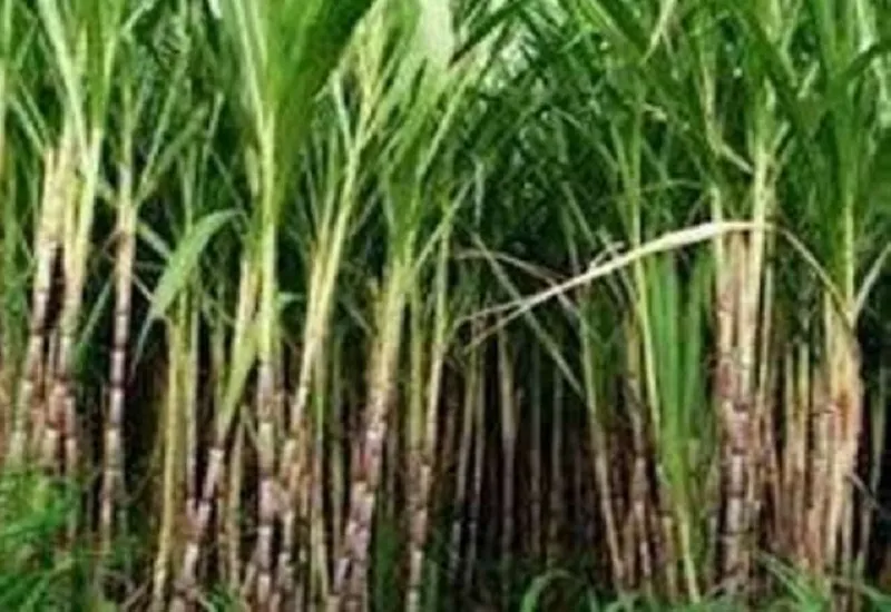 मुरादाबाद : अगवानपुर 28 और रानी नांगल चीनी मिल 30 से शुरू करेगी गन्ना पेराई