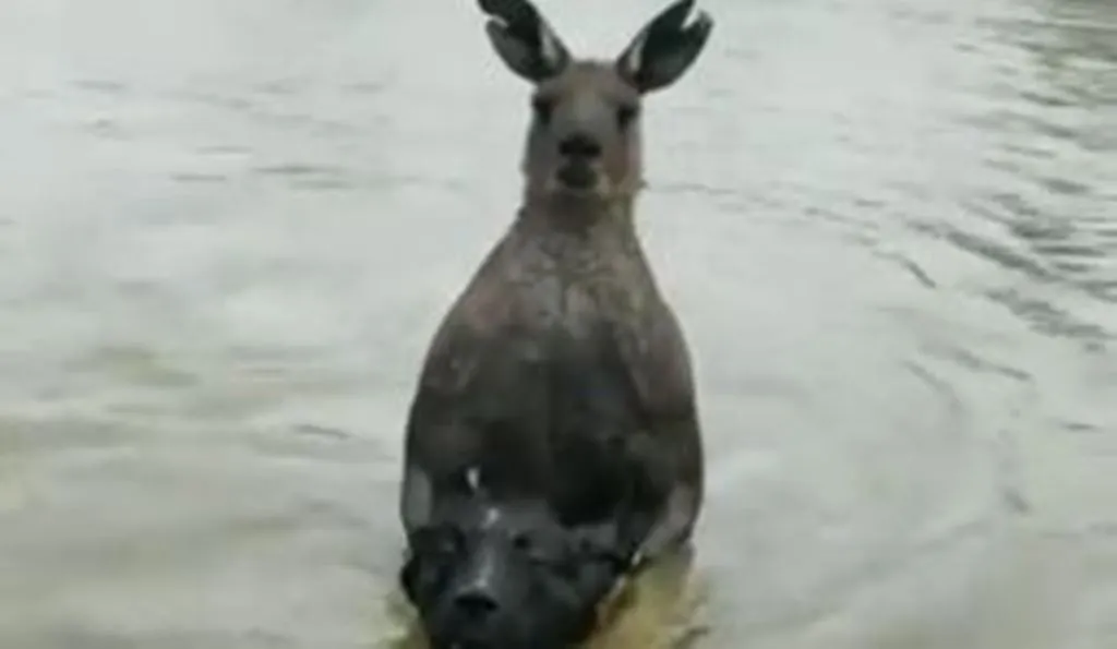 VIRAL VIDEO: डॉगी को तालाब में घसीटकर ले गया कंगारू, शख्स ने अपनी जान पर खेलकर ऐसे बचाई उसकी जान, देखें वीडियो