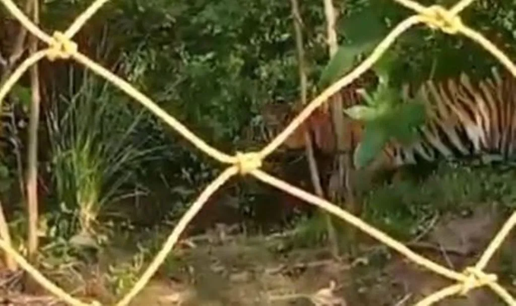 पीलीभीत: ग्रामीण की समस्या पर नहीं ध्यान, बाघ पकड़ने को दूसरे दिन तो प्रयास भी नहीं..विधायक दे आए आश्वासन!