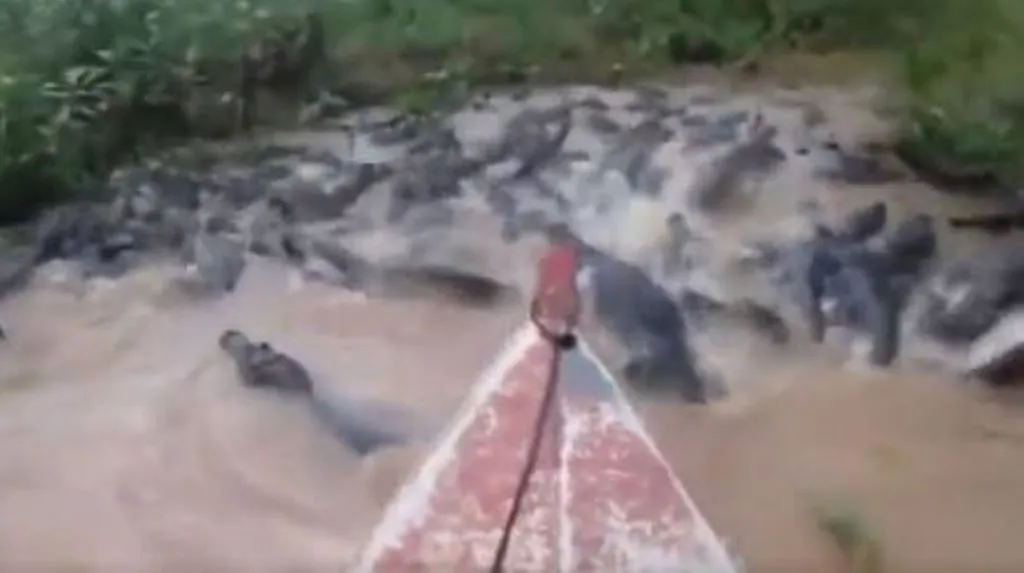  VIRAL VIDEO: मगरमच्छों से भरे तालाब में नाव लेकर घुसा शख्स, भयानक नजारा किया रिकॉर्ड, आगे का मंजर खड़े कर देगा रोंगटे 