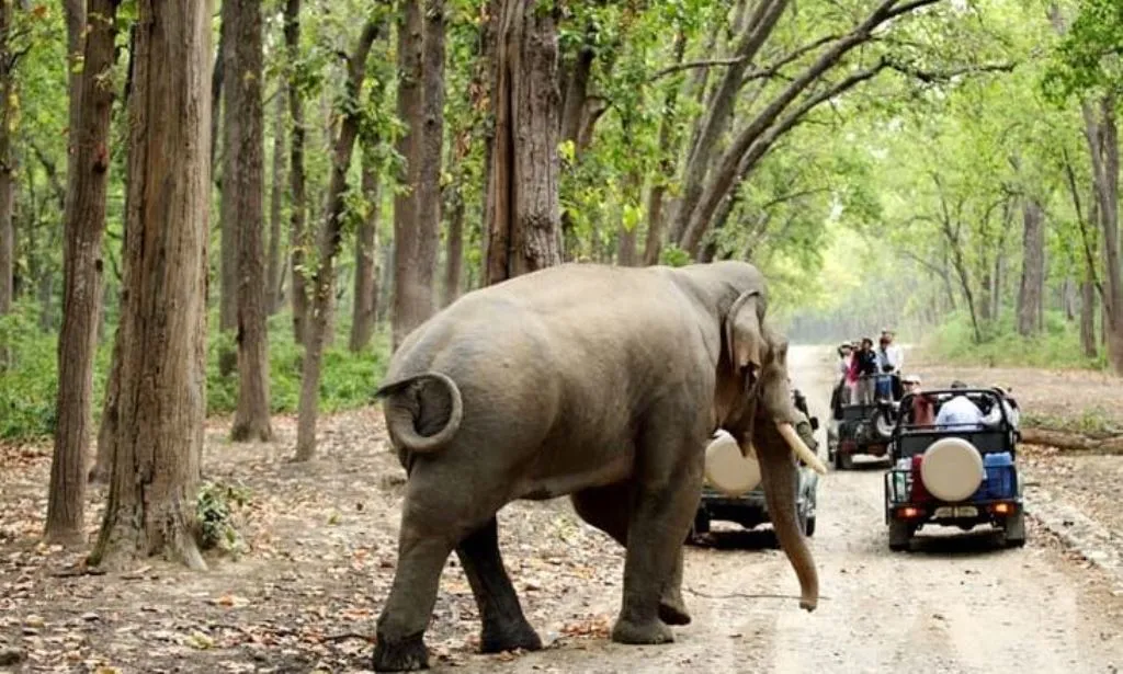 नैनीताल: कार्बेट पार्क के दरवाजे पर्यटकों के लिए खुले, ढिकाला अगले महीने खुलेगा 