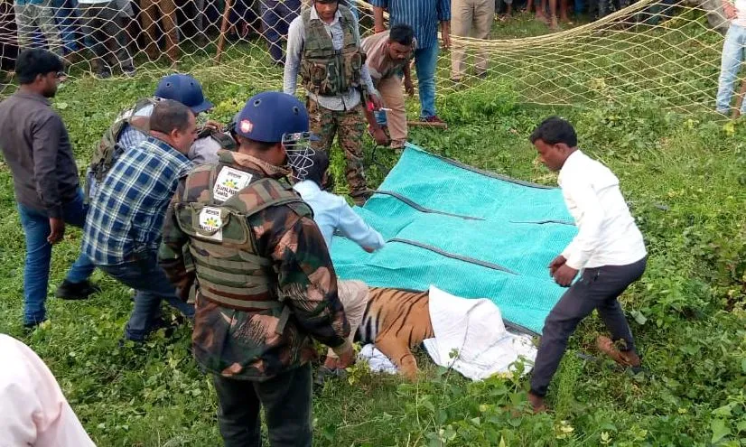 पीलीभीत: आखिरकार पकड़ में आ ही गई खेतों में डेरा जमाए बैठी बाघिन, चार डॉट लगने पर हुई बेहोश!