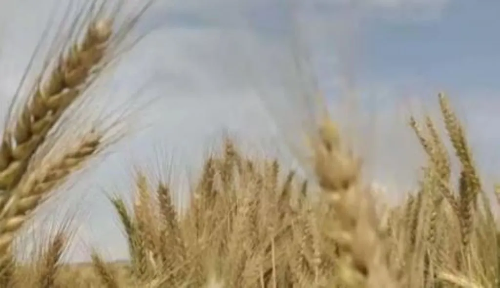 सरकार ने की गेहूं का एमएसपी 150 रुपये बढ़ाकर 2,275 रुपये प्रति क्विंटल करने की घोषणा 