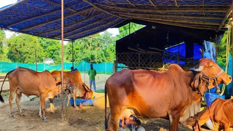 एक माह में तैयार करें नंदी शाला : रजनीश दुबे