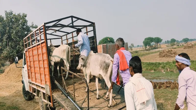बहराइच : ग्रामीणों पर हमला करने वाले सांड को पकड़ा, भेजा गोशाला