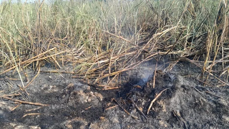 Bahraich fire : आग लगने से तीन बीघा में गन्ने की फसल जली