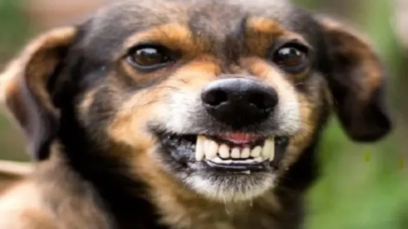 UP Dog attack : सोसाइटी में टहल रही एक महिला चिकित्सक को कुत्ते ने काटा, मामला दर्ज 