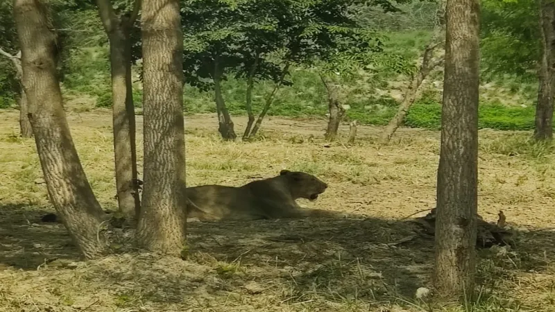 इटावा सफारी में शेरनी जेनिफर की मौत, कई दिनों से थी बीमार  