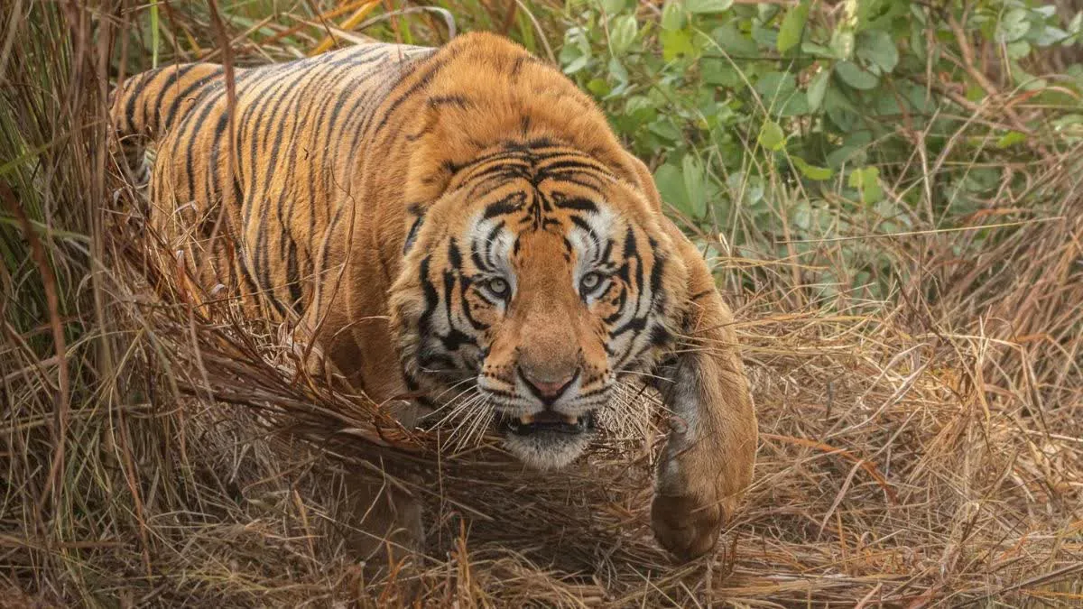 रामनगर: ढिकाला पर्यटक आवास कैम्पस के पास बाघ ने श्रमिक को मौत के घाट उतारा  