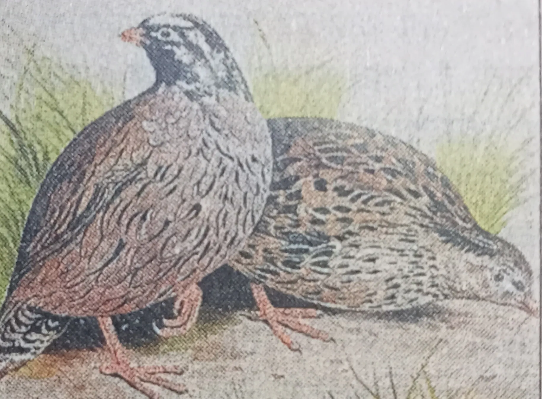 भीमताल:  Mountain quail खोजो और नाम पाओ...