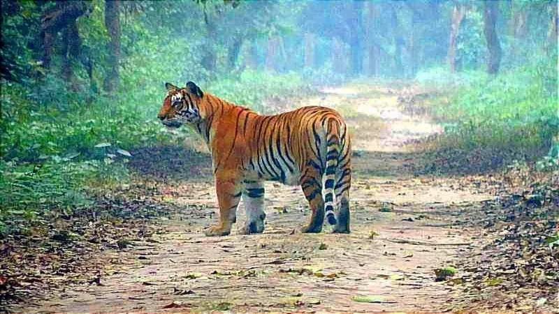 बहराइच : कल से पर्यटकों के लिए खुल जाएगा कतर्नियाघाट वन्यजीव प्रभाग