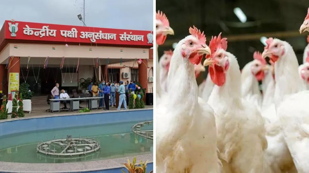 बरेली: लो प्रोडक्शन कॉस्ट और हाई डिजीस रेजिस्टेंस में अव्वल कैरिब्रो विशाल