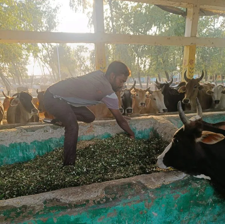 बरेली: परसाखेड़ा में डेढ़ करोड़ की लागत से बनेगी नई गोशाला