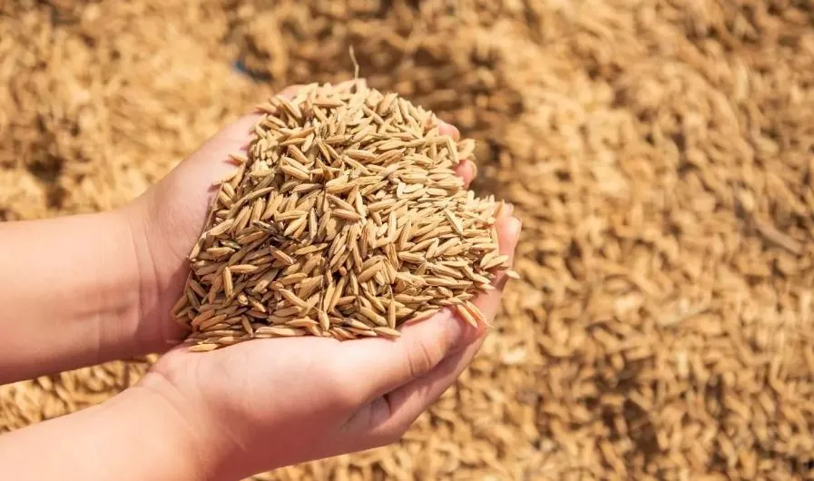 धान खरीद में बदायूं और बरेली पीछे, पीलीभीत आगे