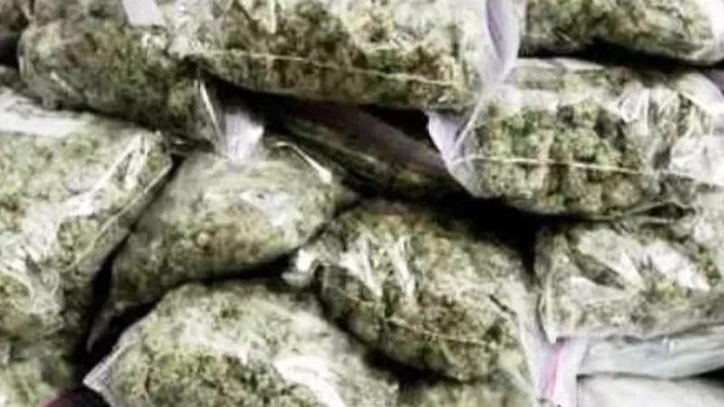 गौतमबुद्ध नगर : नोएडा में दो किलो से ज्यादा गांजा बरामद, नहीं थम रही मादक पदार्थों की तस्करी 