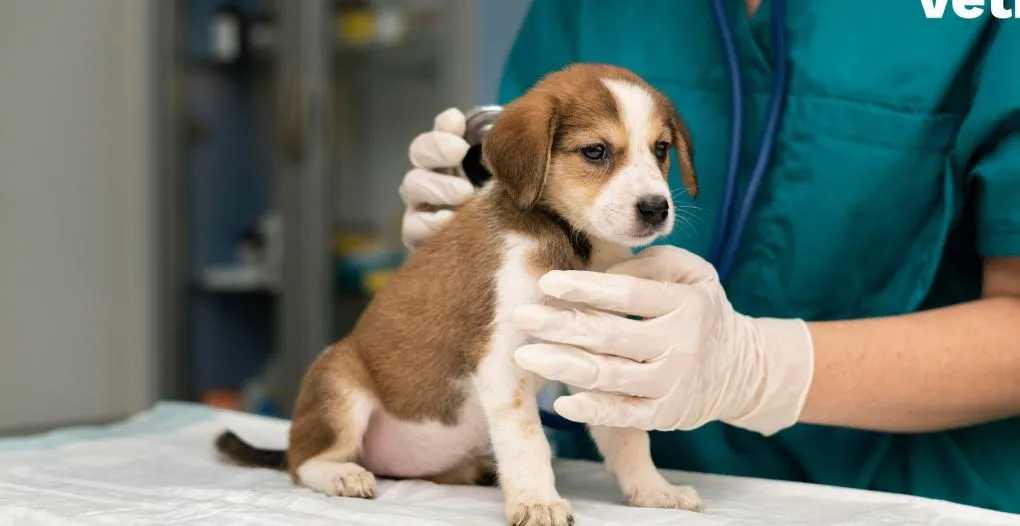 बरेली: शहर में 1500 से अधिक पालतू कुत्ते को लगे टीके, रजिस्ट्रेशन मात्र 116 