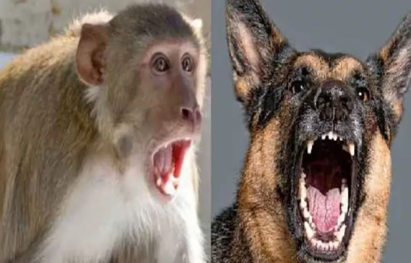 बरेली: नेता लोग वर्ल्ड क्लास सिटी बनाने चले... कुत्तों-बंदरों ने और तेज कर दिए हमले