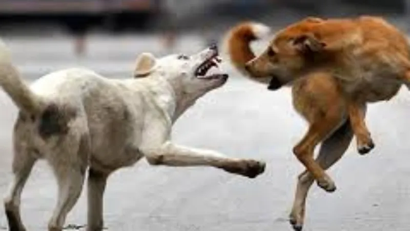 UP में नहीं थम रहे डॉग अटैक, आगरा में पांच साल की मासूम को नोचा 