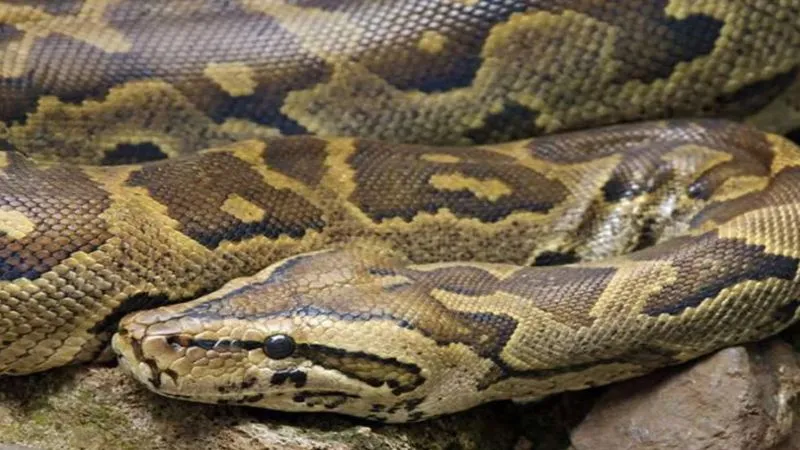 Fatehpur News: खेत में 15 फिट का दिखा अजगर, ग्रामीणों में मचा हड़कंप, एक जानवर को बनाया अपना शिकार