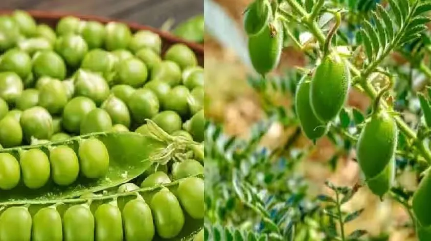 बरेली: तापमान नहीं घटा तो कमजोर रह जाएगा मटर और चने का दाना