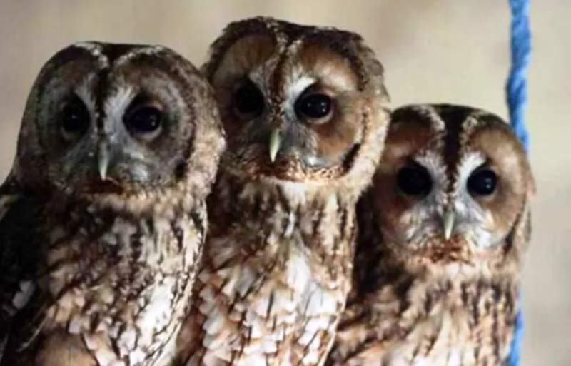 हल्द्वानी: दिवाली पर उल्लू बचाने के लिए फील्ड स्टॉफ का अवकाश रद