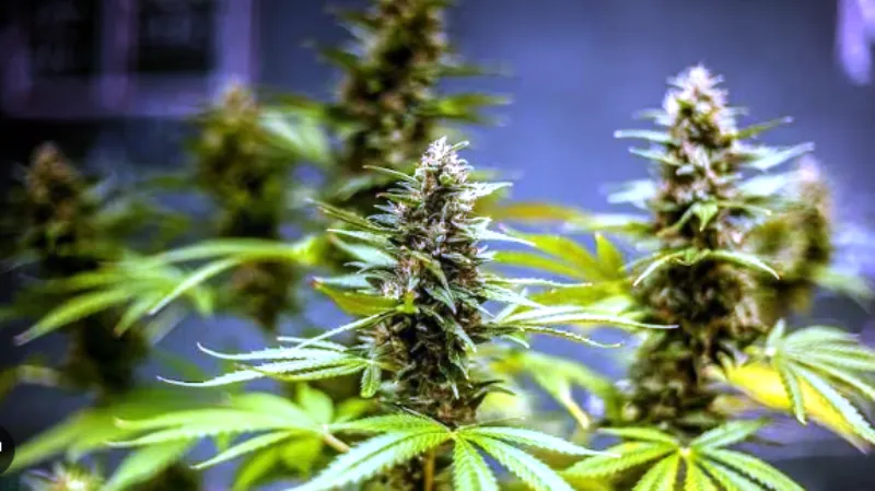 रुद्रपुर: पूर्व बीडीसी सदस्य अपने ससुराल में करवाता था भांग की खेती