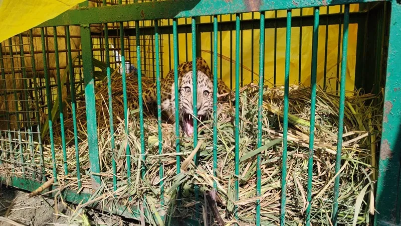बहराइच: आखिर पिंजड़े में कैद तेंदुआ, चार माह में पांच लोगों को बना चुका है निवाला