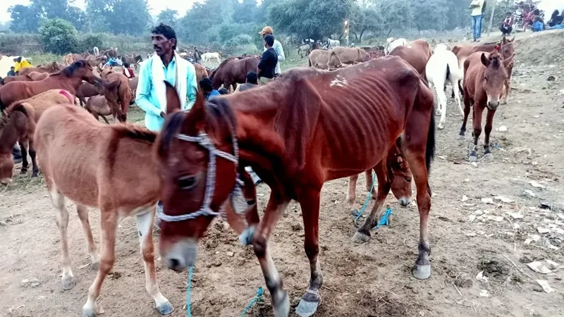 चित्रकूट के गधा मेले में बिकने आए 'शाहरुख', 'सलमान' और 'ऋतिक' 40  हजार में ही बिक गई कैटरीना