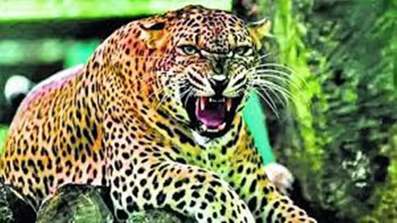 बलरामपुर: तेंदुए ने छह वर्षीय बच्चे को बनाया निवाला, गन्ने के खेत से बरामद हुआ शव