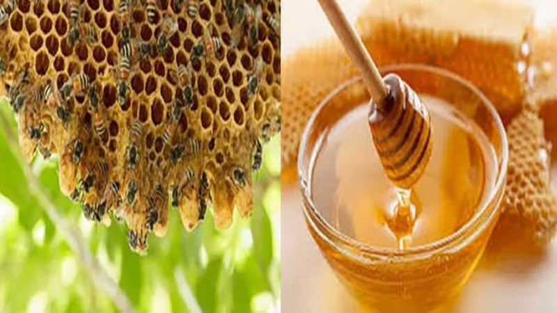 सहारनपुर के शहद की मिठास के विदेशी भी दीवाने, ऑस्ट्रेलिया से मिला 44 हजार किलो का ऑर्डर