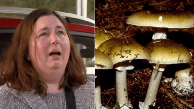 Mushroom Poisoning: ऑस्ट्रेलिया में मशरूम खाने से तीन की मौत, एक महिला गिरफ्तार...जानिए पूरा मामला 