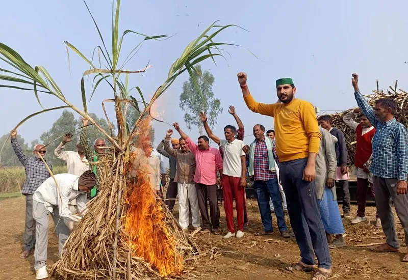 संभल : किसानों ने जलाई गन्ने की होली, किया प्रदर्शन