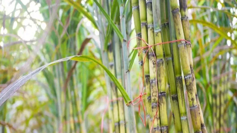 मुरादाबाद: गन्ना पर्ची को किसानों के मोबाइल नंबर किए जा रहे अपडेट