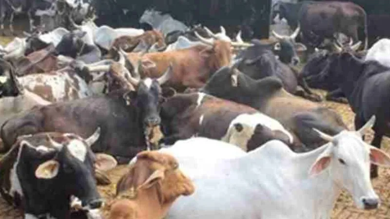 Kanpur: शासन के निर्देशों का नहीं हो रहा पालन... गौशाला की हालत बदतर, भूख प्यास से गौवंशो की तड़प-तड़पकर हो रही मौत