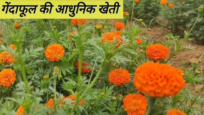 बरेली: गेंदा की खुशबू से महकेगी किसानों की बगिया