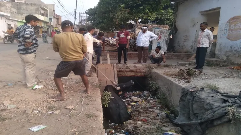 संभल : नाले में गिरा सांड, पालिका कर्मियों ने किया रेस्क्यू 